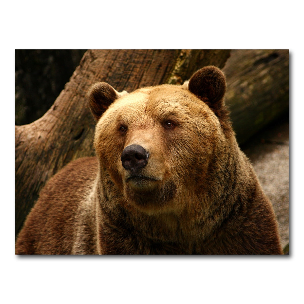 AUTO-MOCKUP WHITE | Big grizzly | 1 Piece | Gallery Wrap Canvas | group=4x3