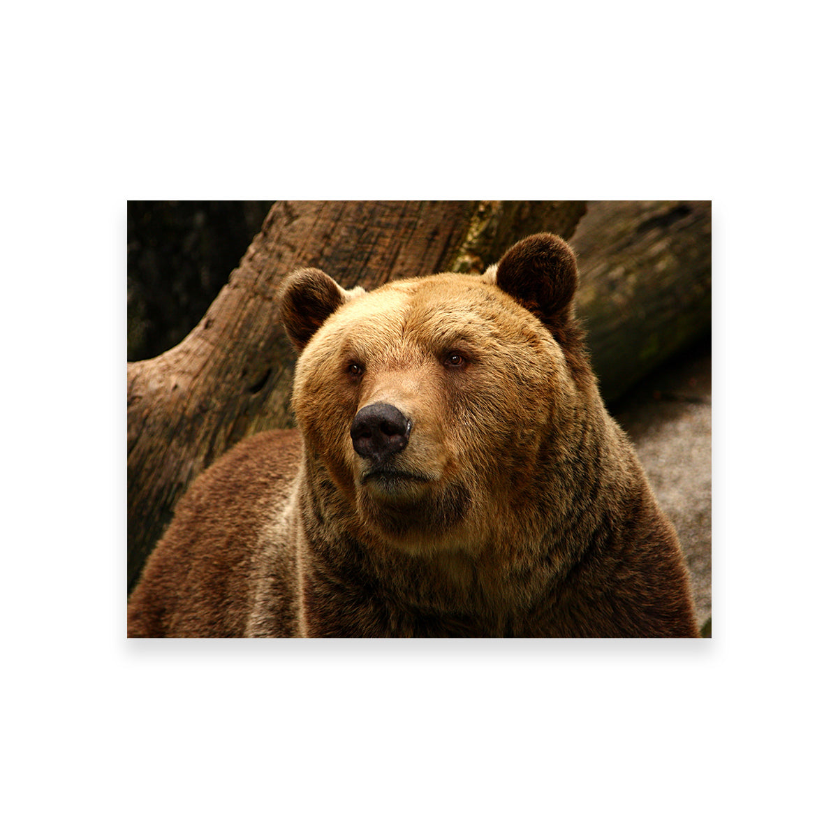 Big Grizzly Wall Art