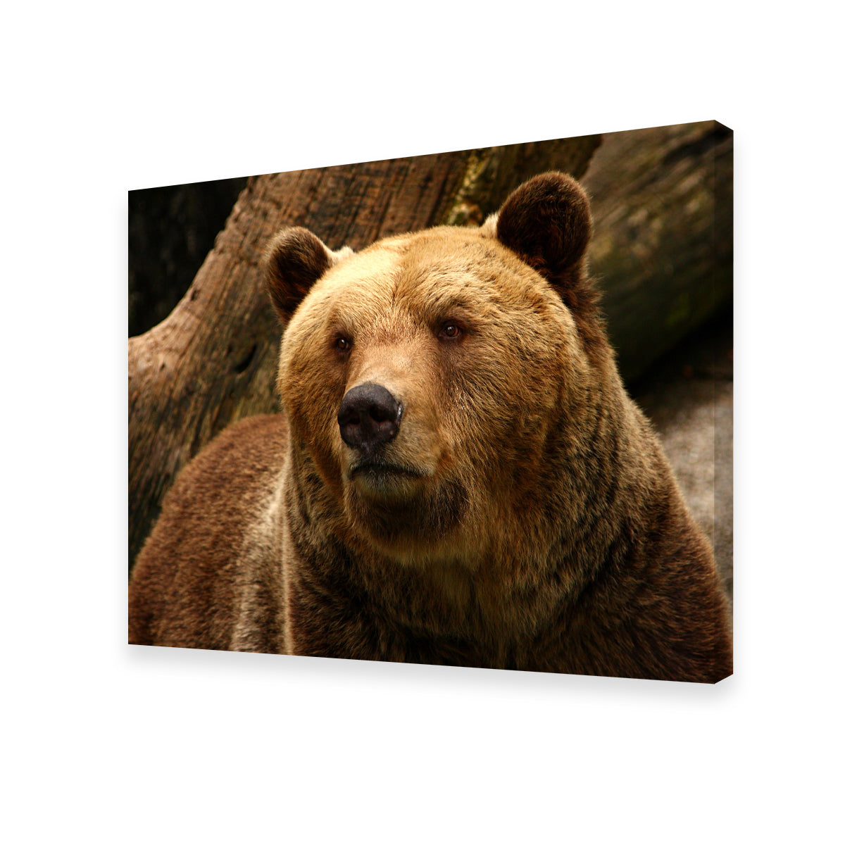 Big Grizzly Wall Art