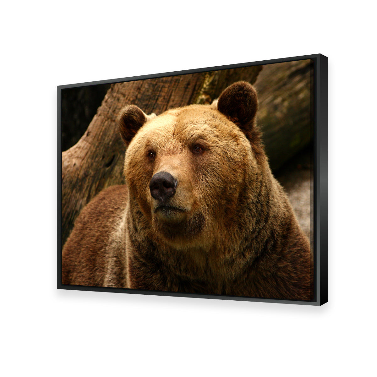 Big Grizzly Wall Art