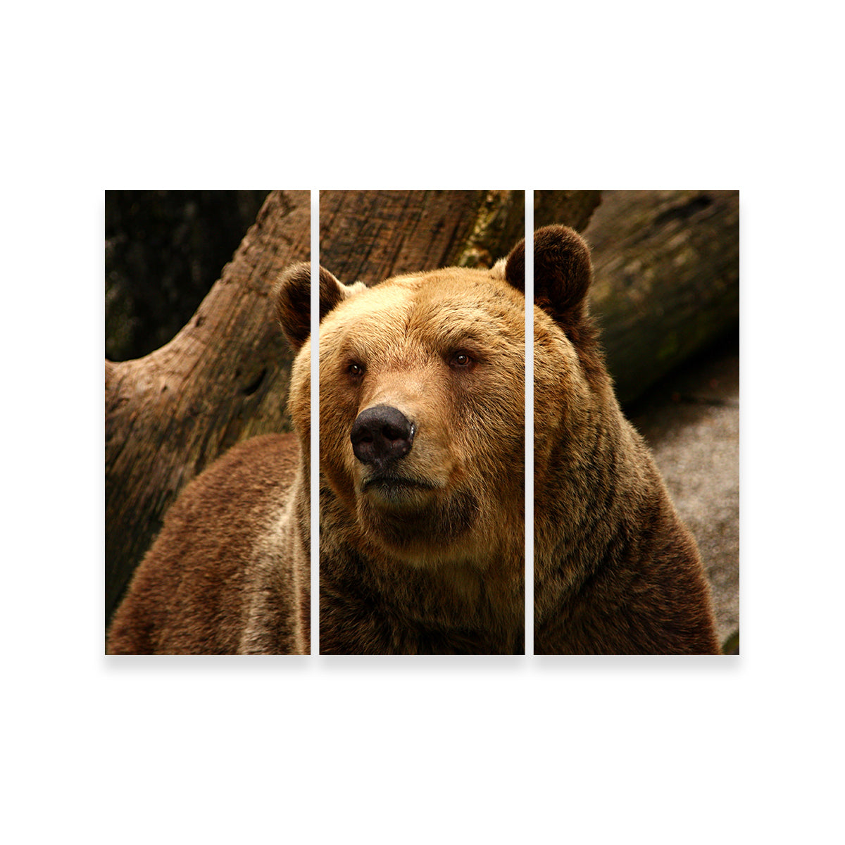 Big Grizzly Wall Art