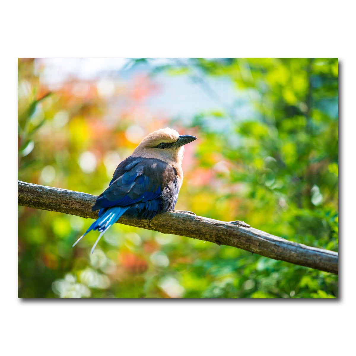 AUTO-MOCKUP WHITE | Bird on a tree | 1 Piece | Gallery Wrap Canvas | group=4x3