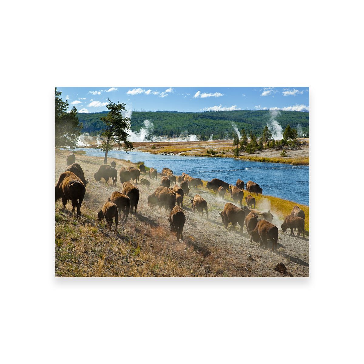 Bison Herd in Yellowstone Wall Art