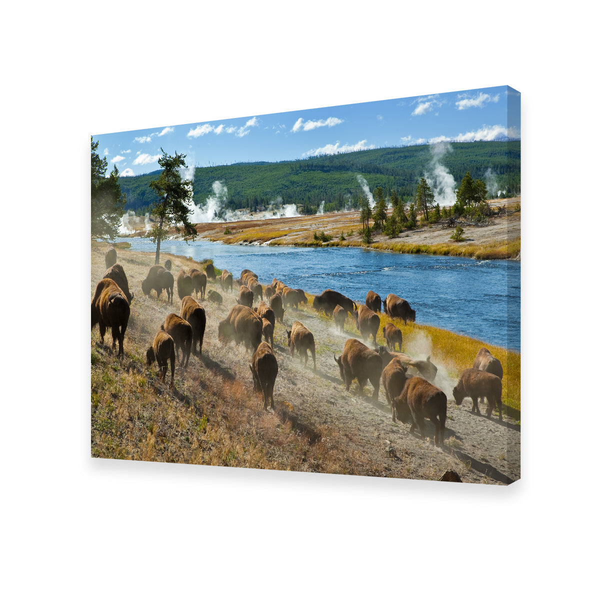 Bison Herd in Yellowstone Wall Art