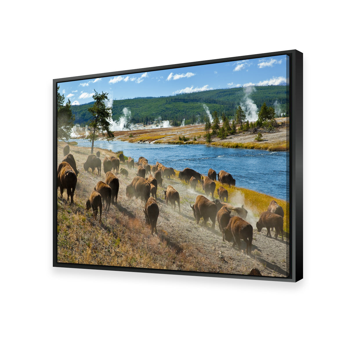 Bison Herd in Yellowstone Wall Art