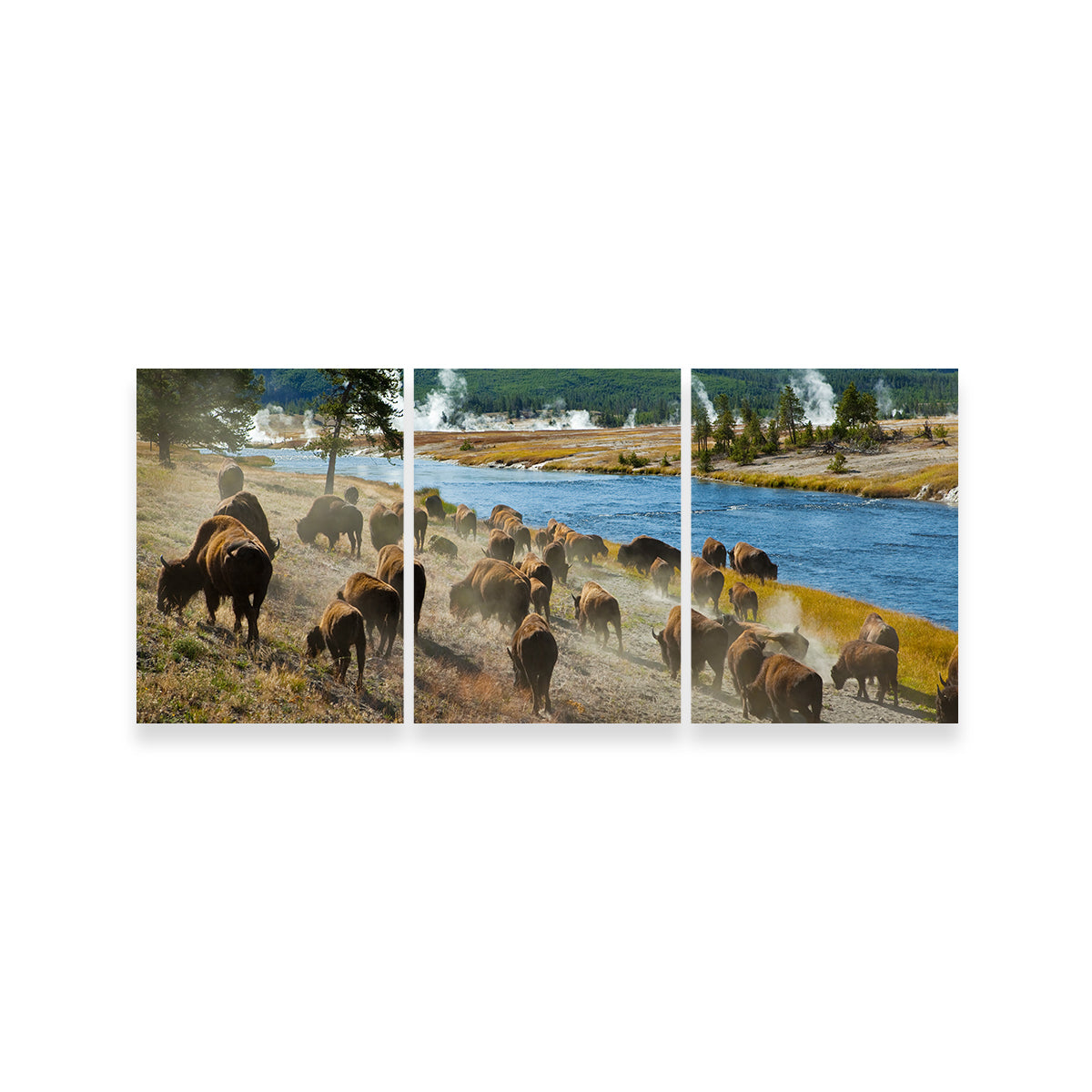 Bison Herd in Yellowstone Wall Art