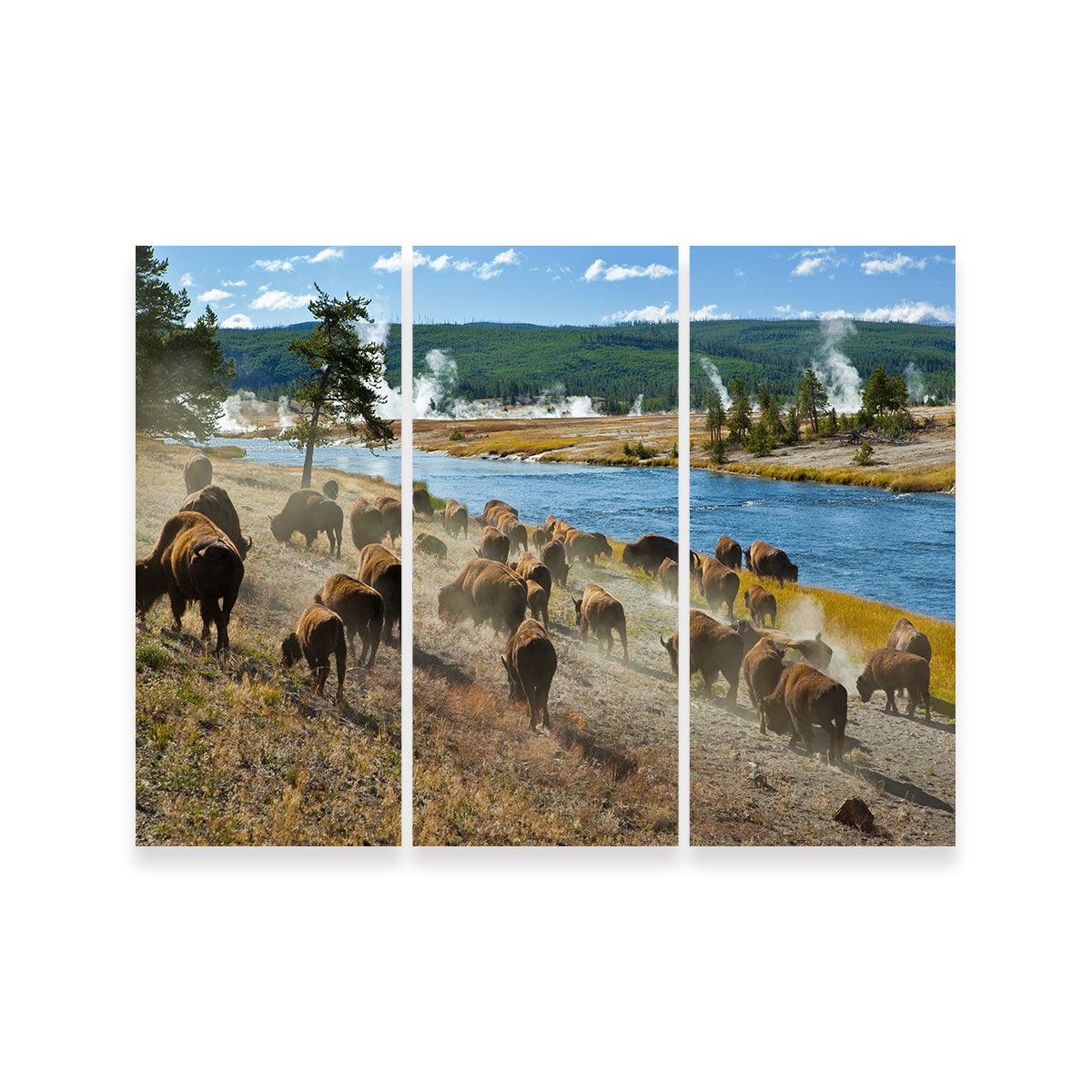 Bison Herd in Yellowstone Wall Art