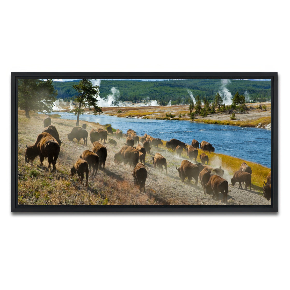 AUTO-MOCKUP WHITE | Bison Herd in Yellowstone | 1 Piece | Black Framed Canvas | group=2x1