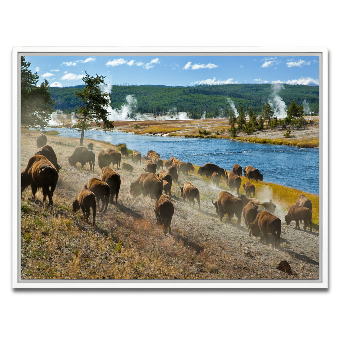 AUTO-MOCKUP WHITE | Bison Herd in Yellowstone | 1 Piece | White Framed Canvas | group=4x3