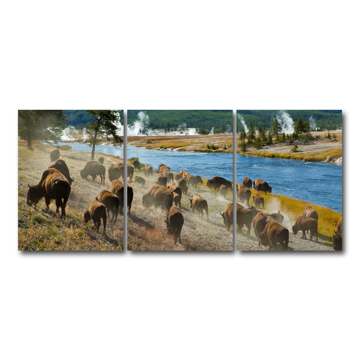 AUTO-MOCKUP WHITE | Bison Herd in Yellowstone | 3 Piece | Gallery Wrap Canvas | group=18x24