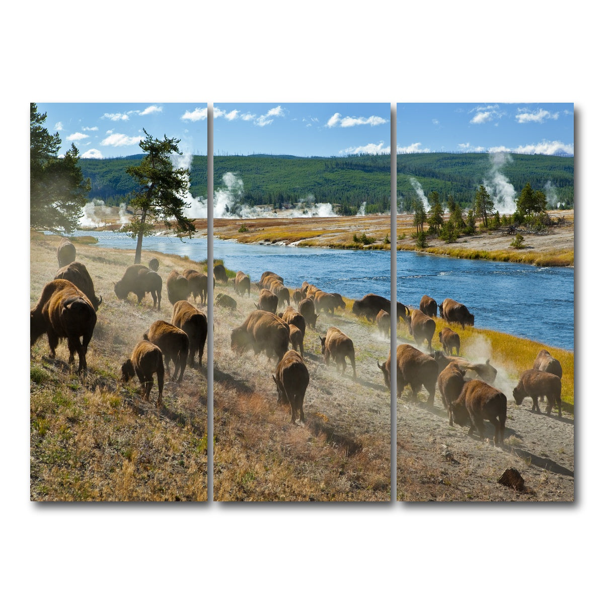 AUTO-MOCKUP WHITE | Bison Herd in Yellowstone | 3 Piece | Gallery Wrap Canvas | group=8x18