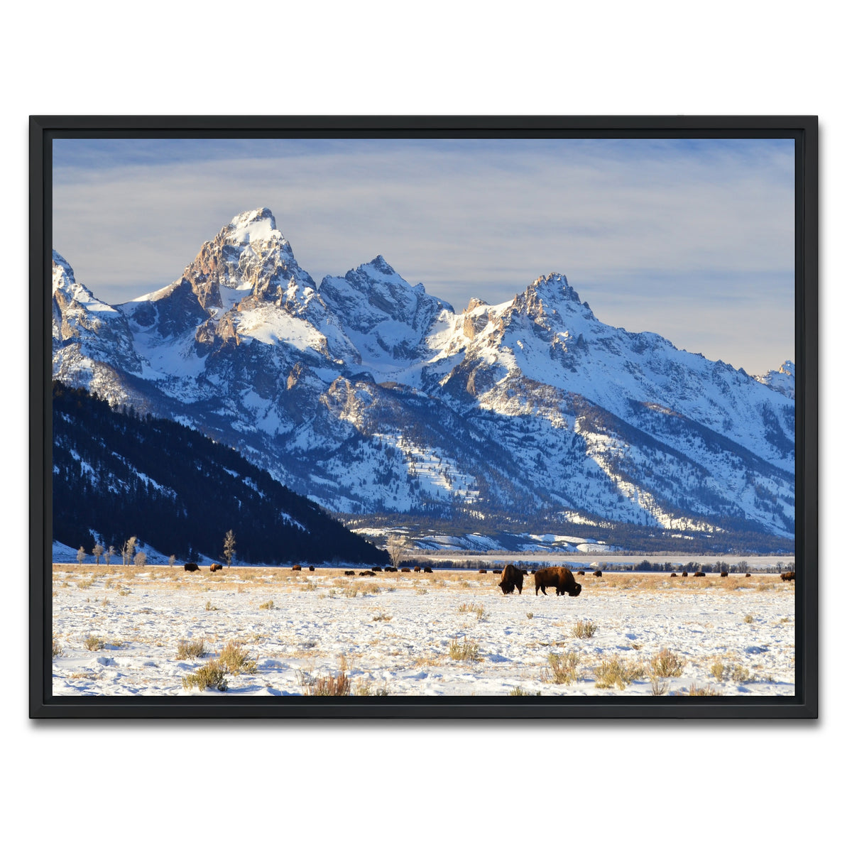 AUTO-MOCKUP WHITE | Bison grazing - Grand Teton National Park | 1 Piece | Black Framed Canvas | group=4x3