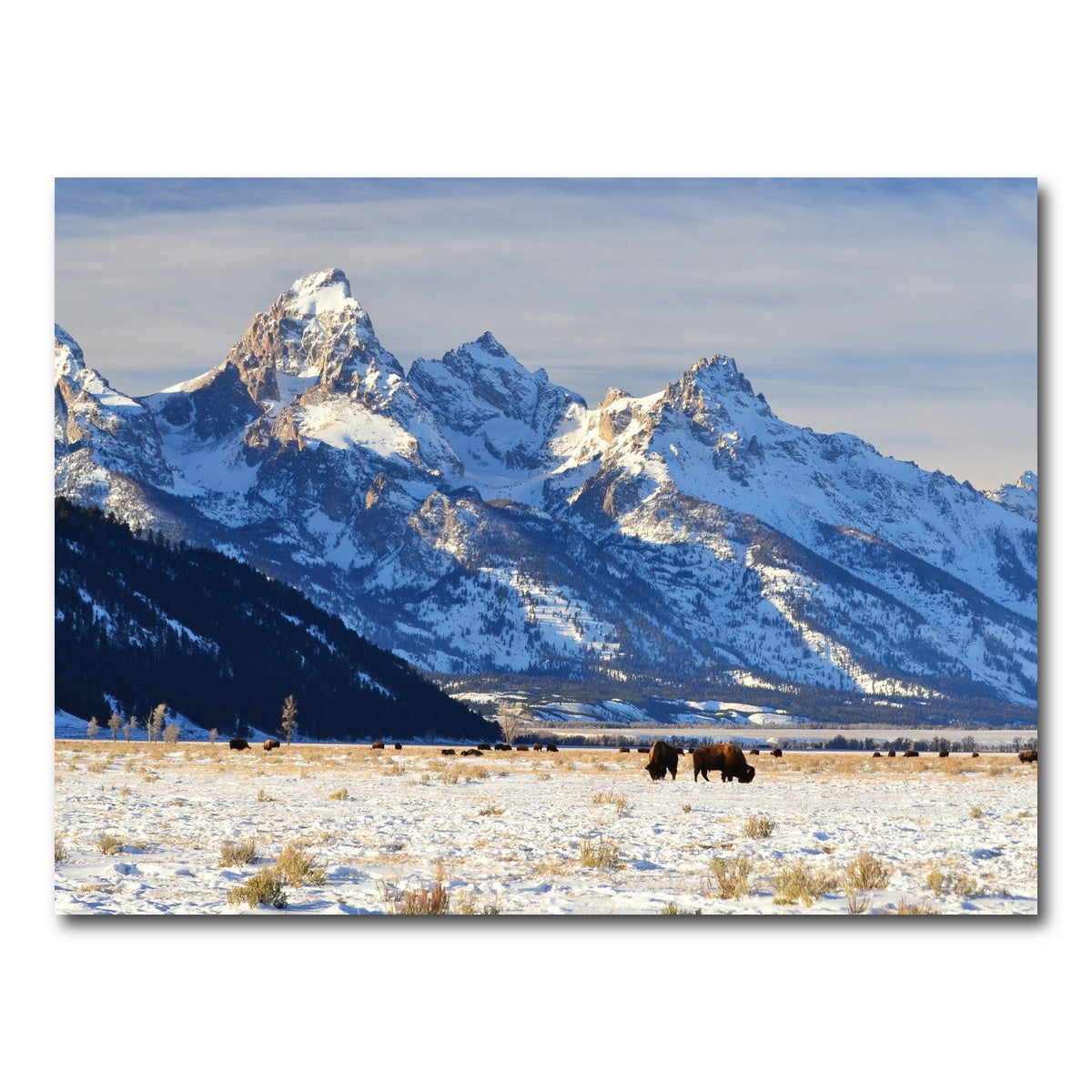 AUTO-MOCKUP WHITE | Bison grazing - Grand Teton National Park | 1 Piece | Gallery Wrap Canvas | group=4x3