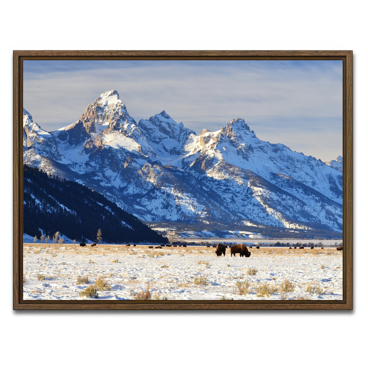 AUTO-MOCKUP WHITE | Bison grazing - Grand Teton National Park | 1 Piece | Walnut Framed Canvas | group=4x3