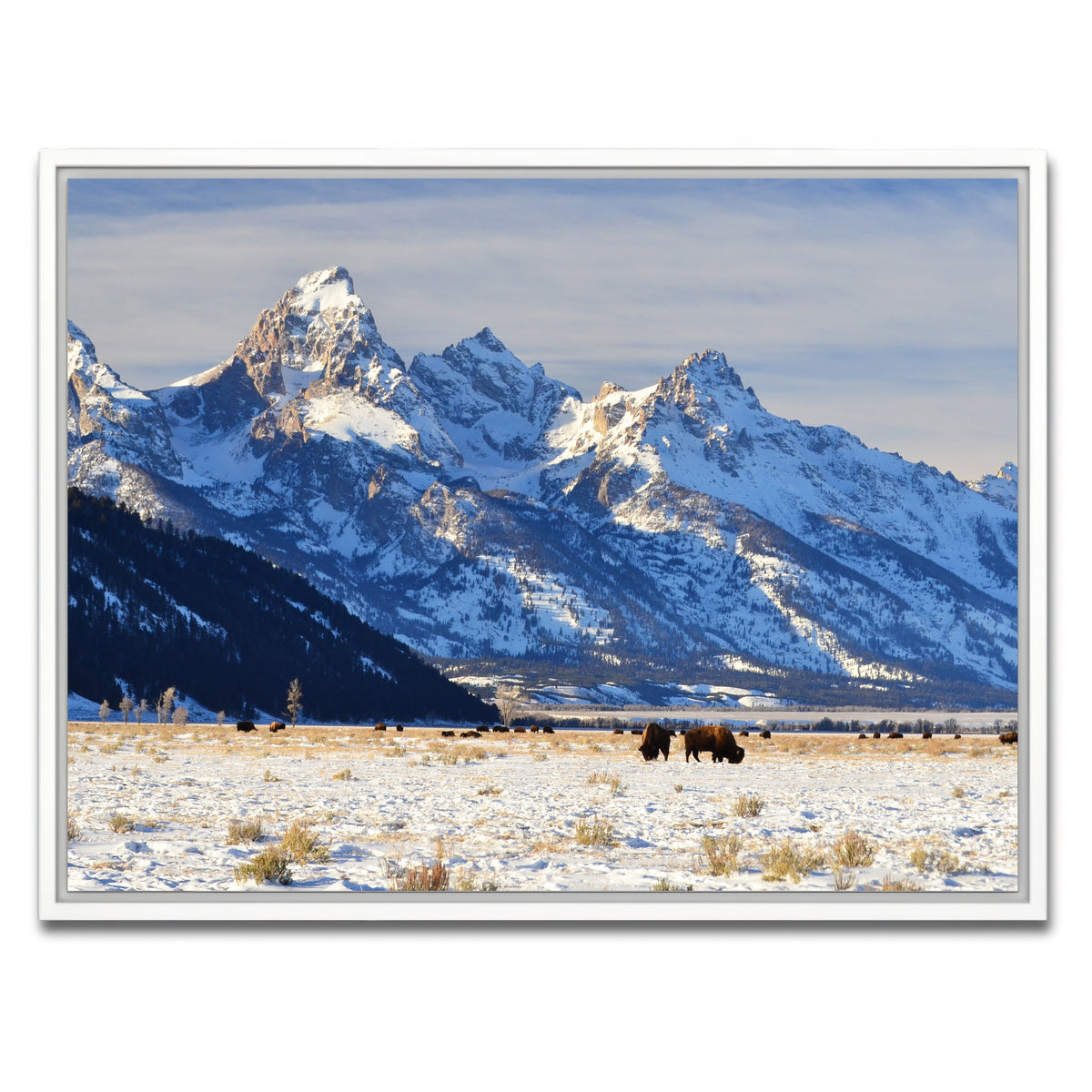 AUTO-MOCKUP WHITE | Bison grazing - Grand Teton National Park | 1 Piece | White Framed Canvas | group=4x3