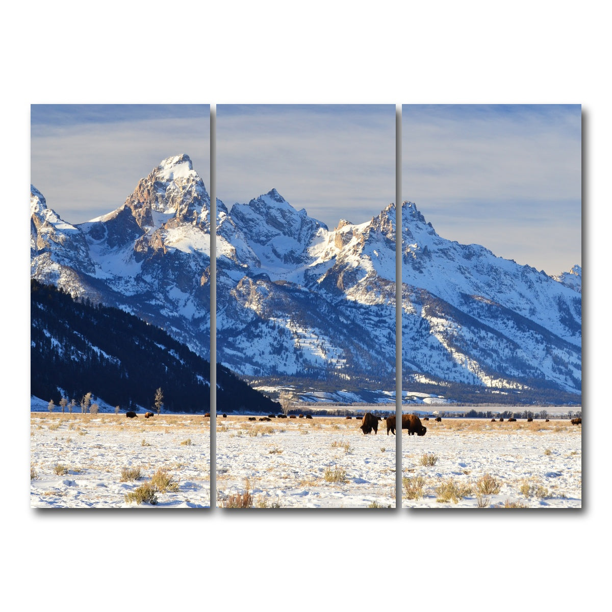 AUTO-MOCKUP WHITE | Bison grazing - Grand Teton National Park | 3 Piece | Gallery Wrap Canvas | group=8x18