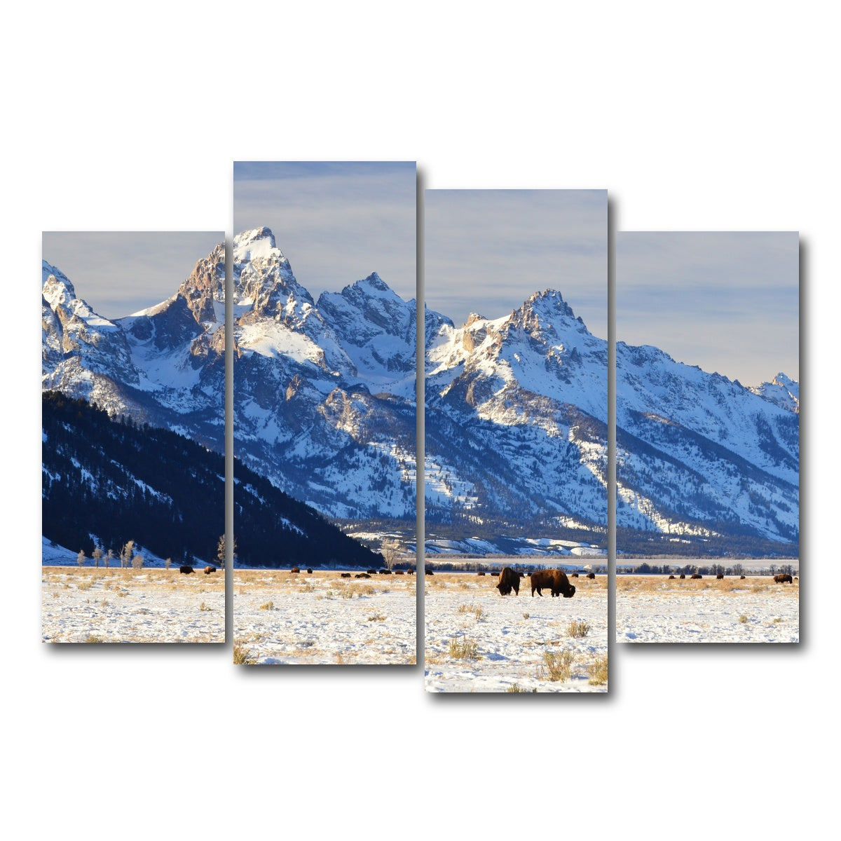 AUTO-MOCKUP WHITE | Bison grazing - Grand Teton National Park | 4 Piece | Gallery Wrap Canvas | group=4_normal