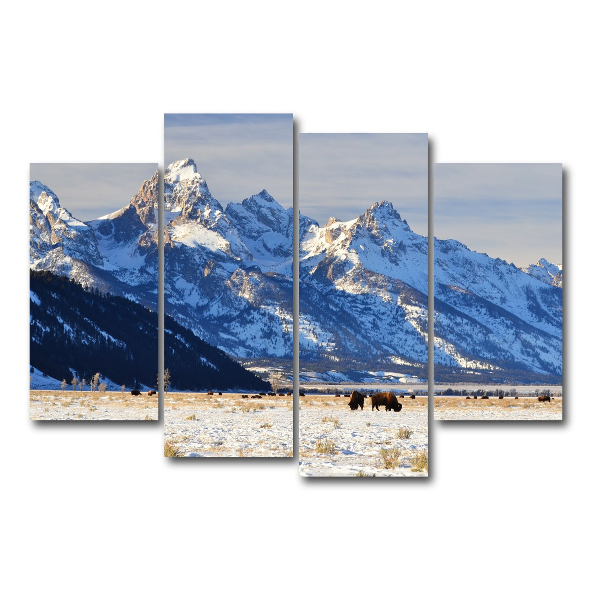 AUTO-MOCKUP WHITE | Bison grazing - Grand Teton National Park | 4 Piece | Gallery Wrap Canvas | group=4_short