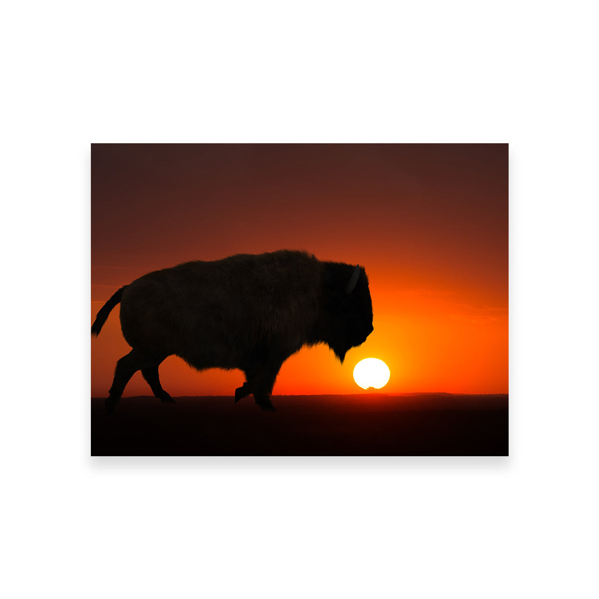 Bison at Sunset Wall Art