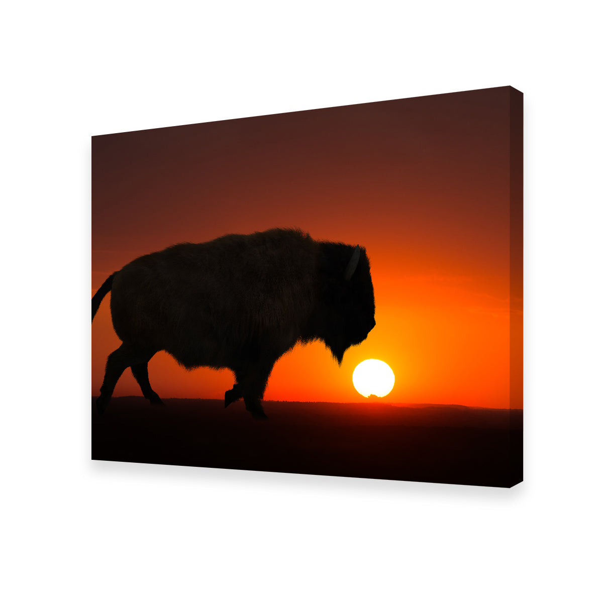 Bison at Sunset Wall Art