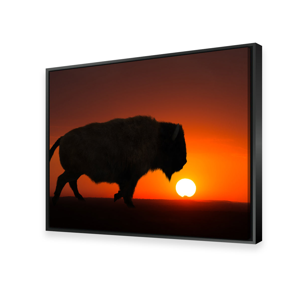 Bison at Sunset Wall Art