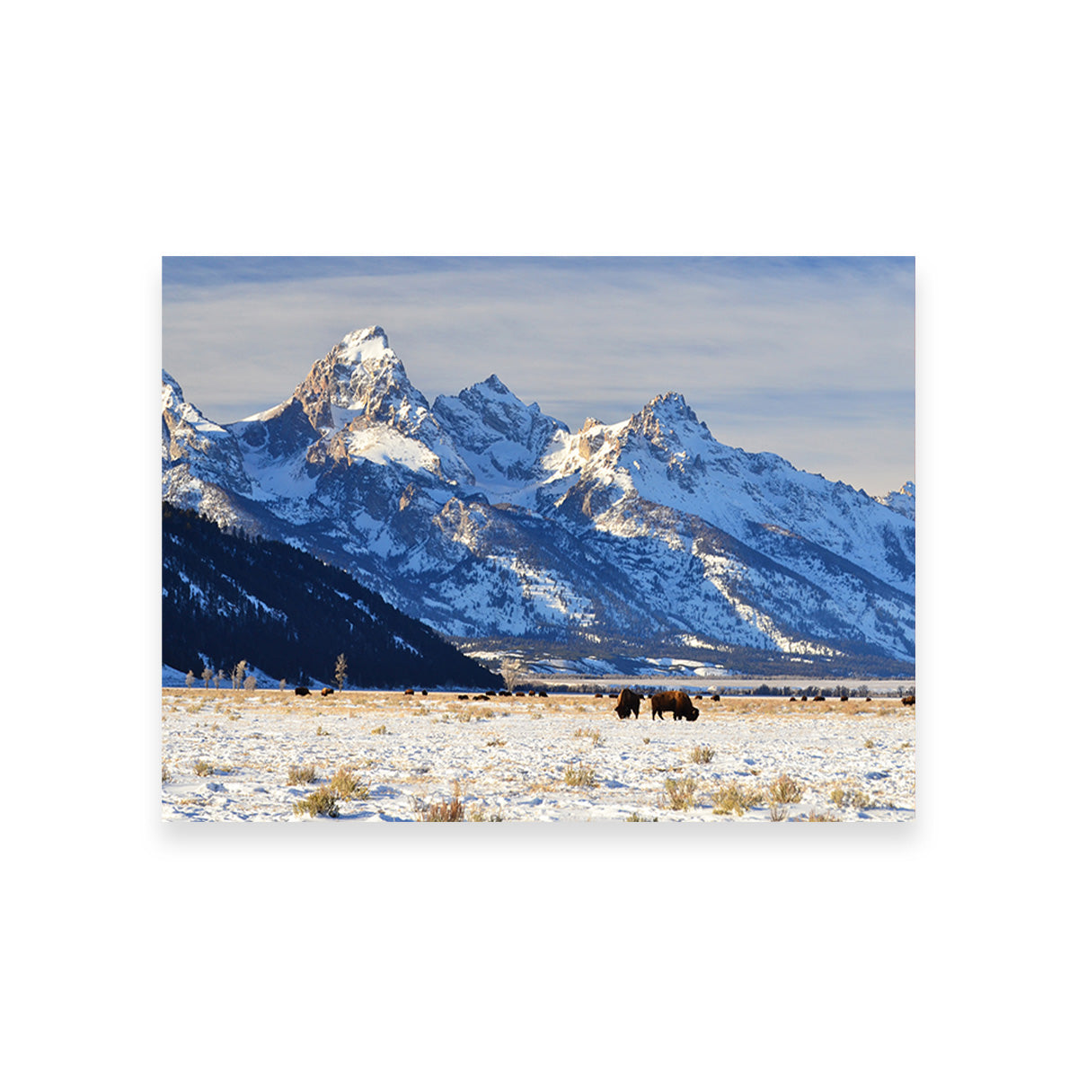 Bison Grazing - Grand Teton National Park Wall Art