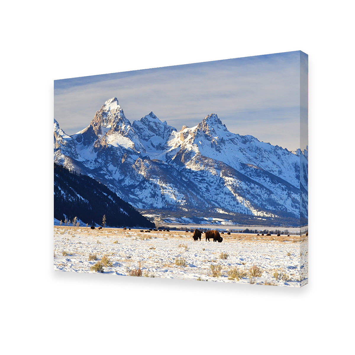 Bison Grazing - Grand Teton National Park Wall Art