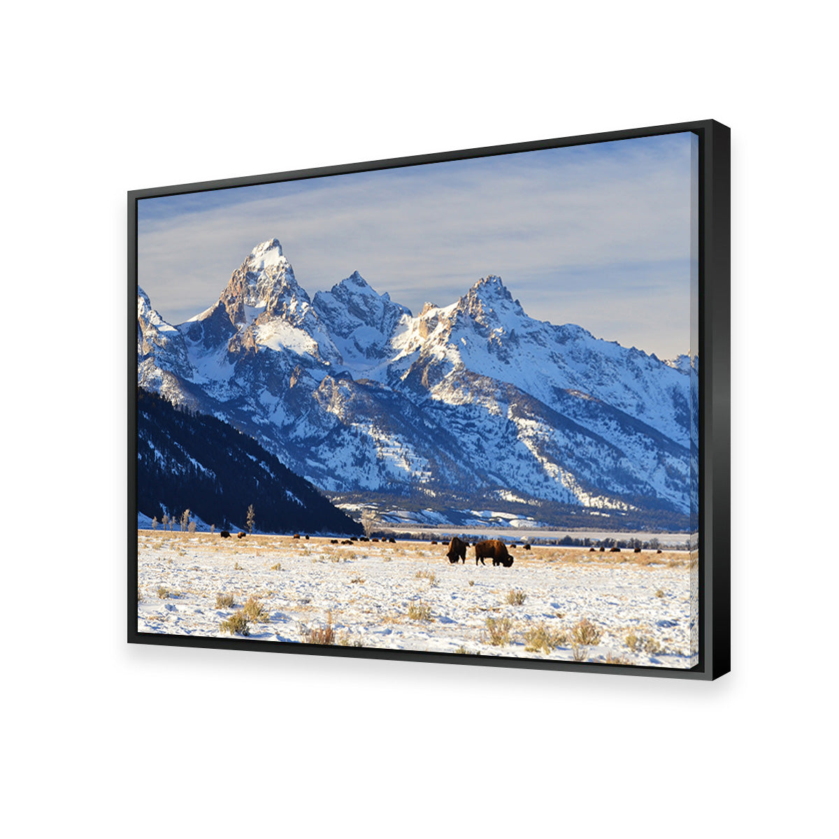 Bison Grazing - Grand Teton National Park Wall Art