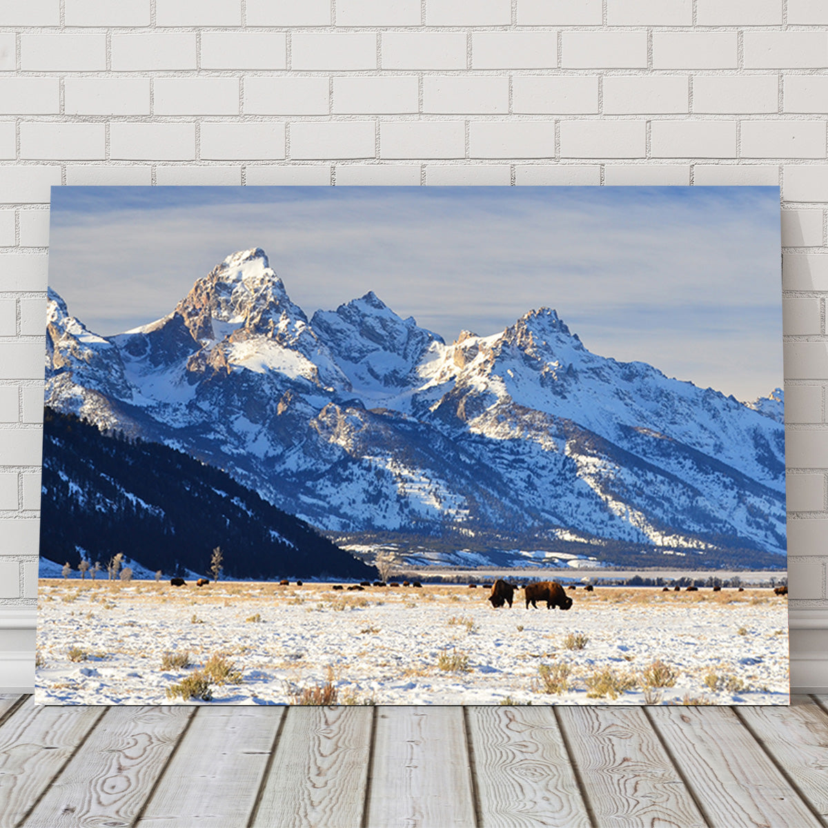 Bison Grazing - Grand Teton National Park Wall Art