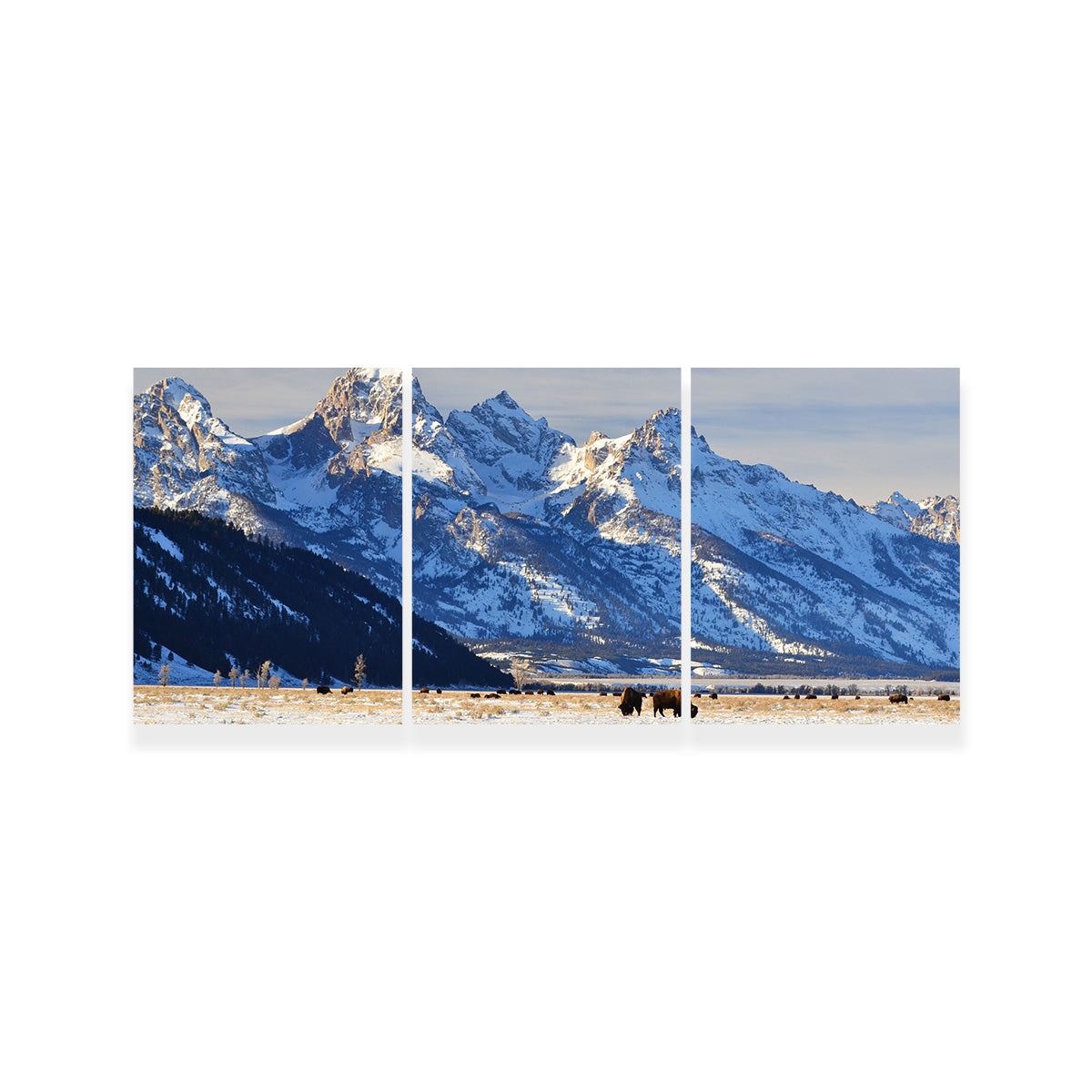 Bison Grazing - Grand Teton National Park Wall Art