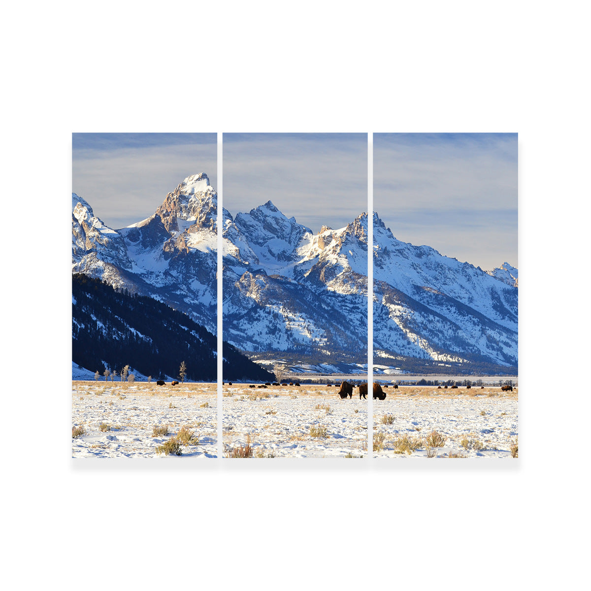 Bison Grazing - Grand Teton National Park Wall Art