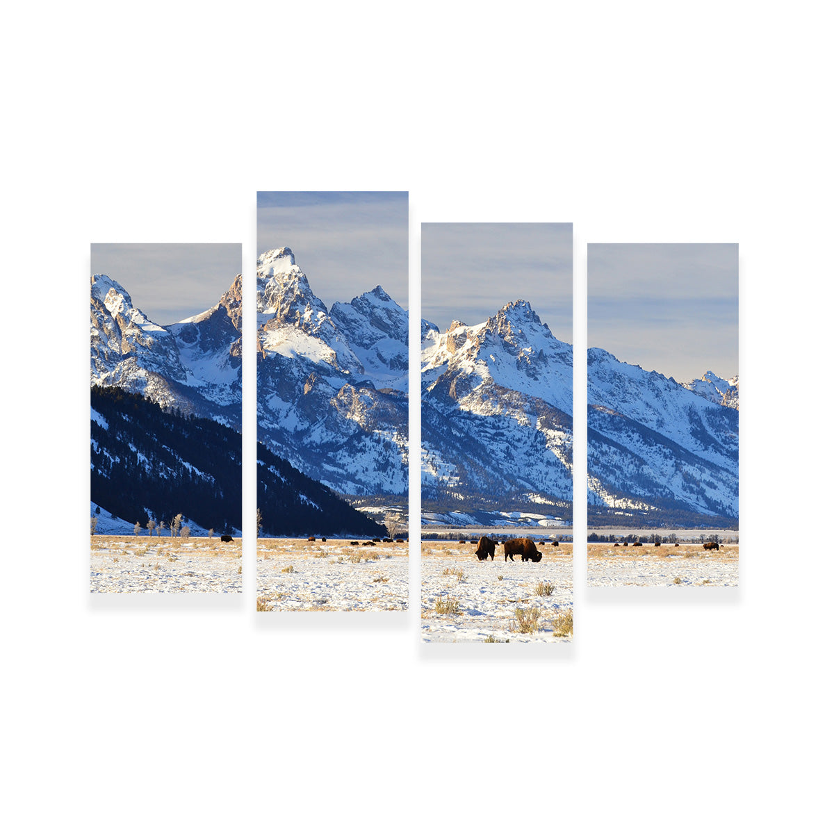 Bison Grazing - Grand Teton National Park Wall Art