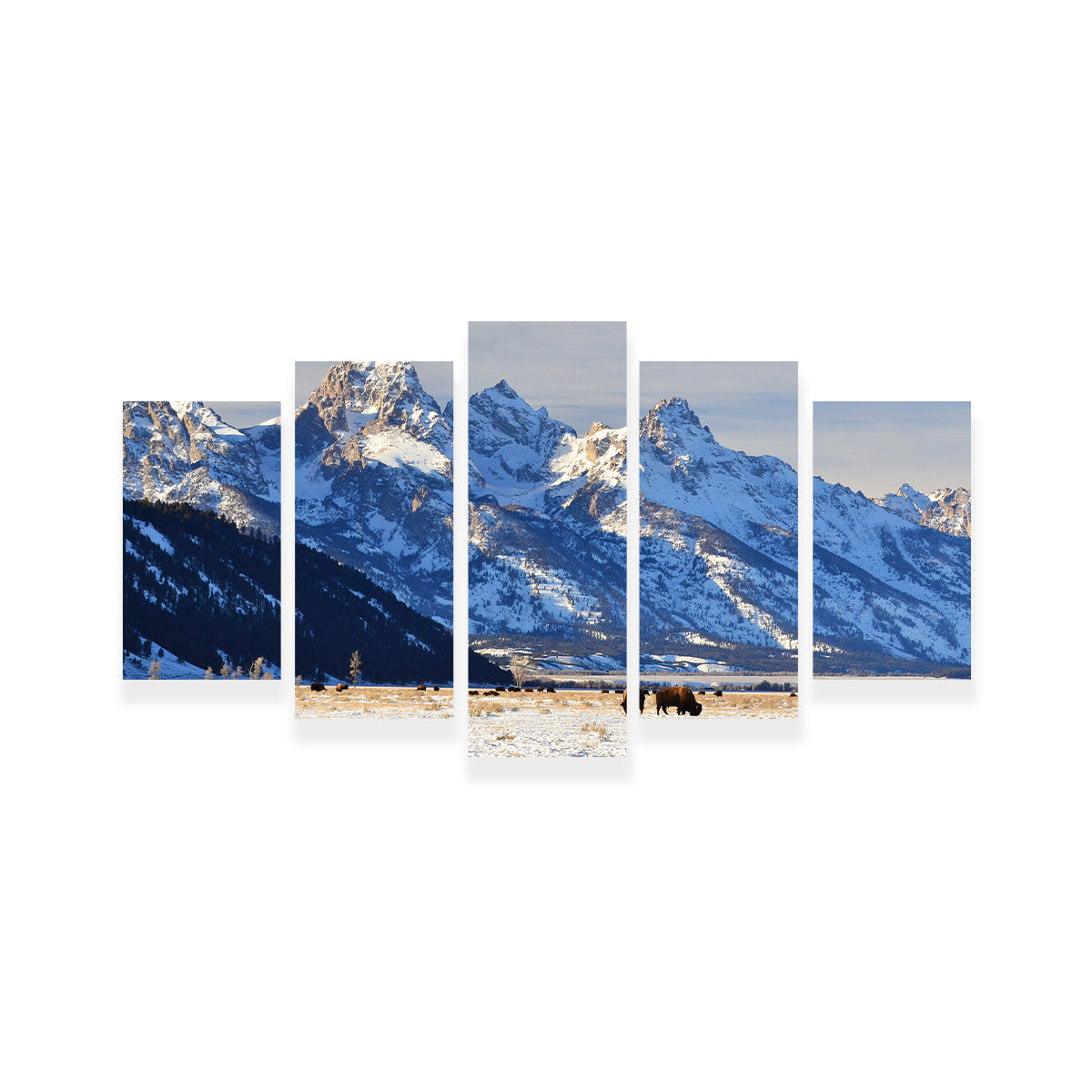 Bison Grazing - Grand Teton National Park Wall Art