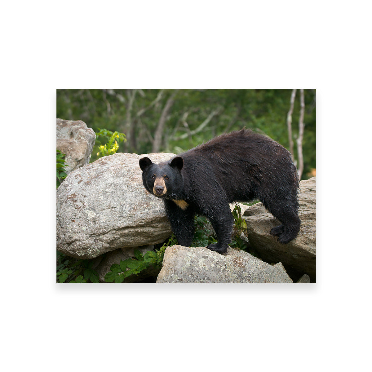 Black Bear Wall Art
