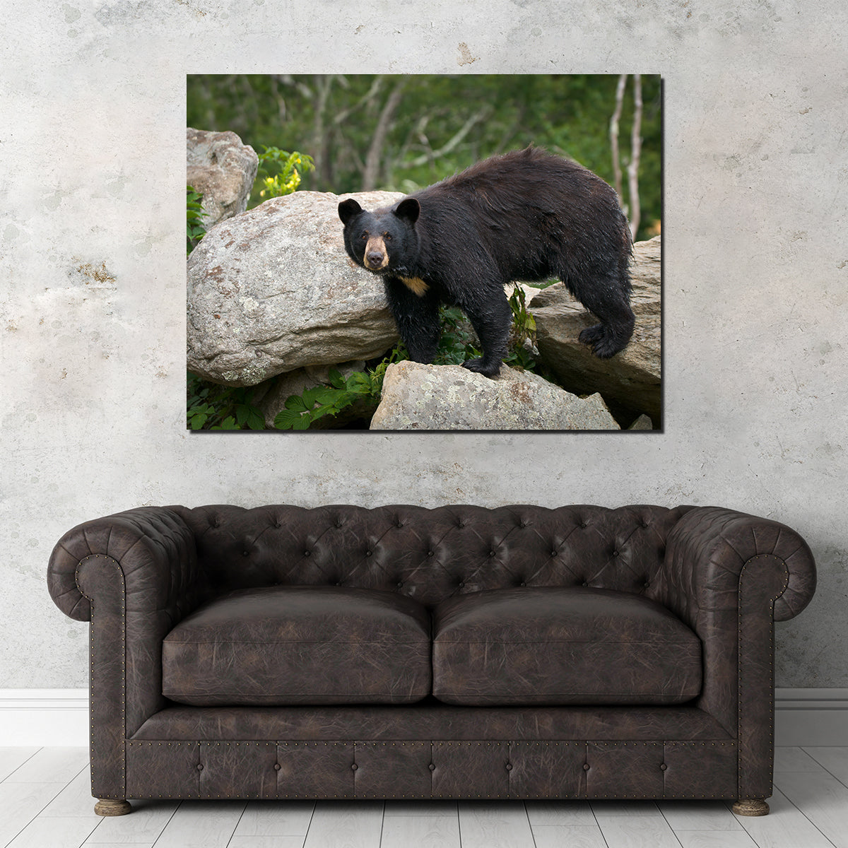 Black Bear Wall Art
