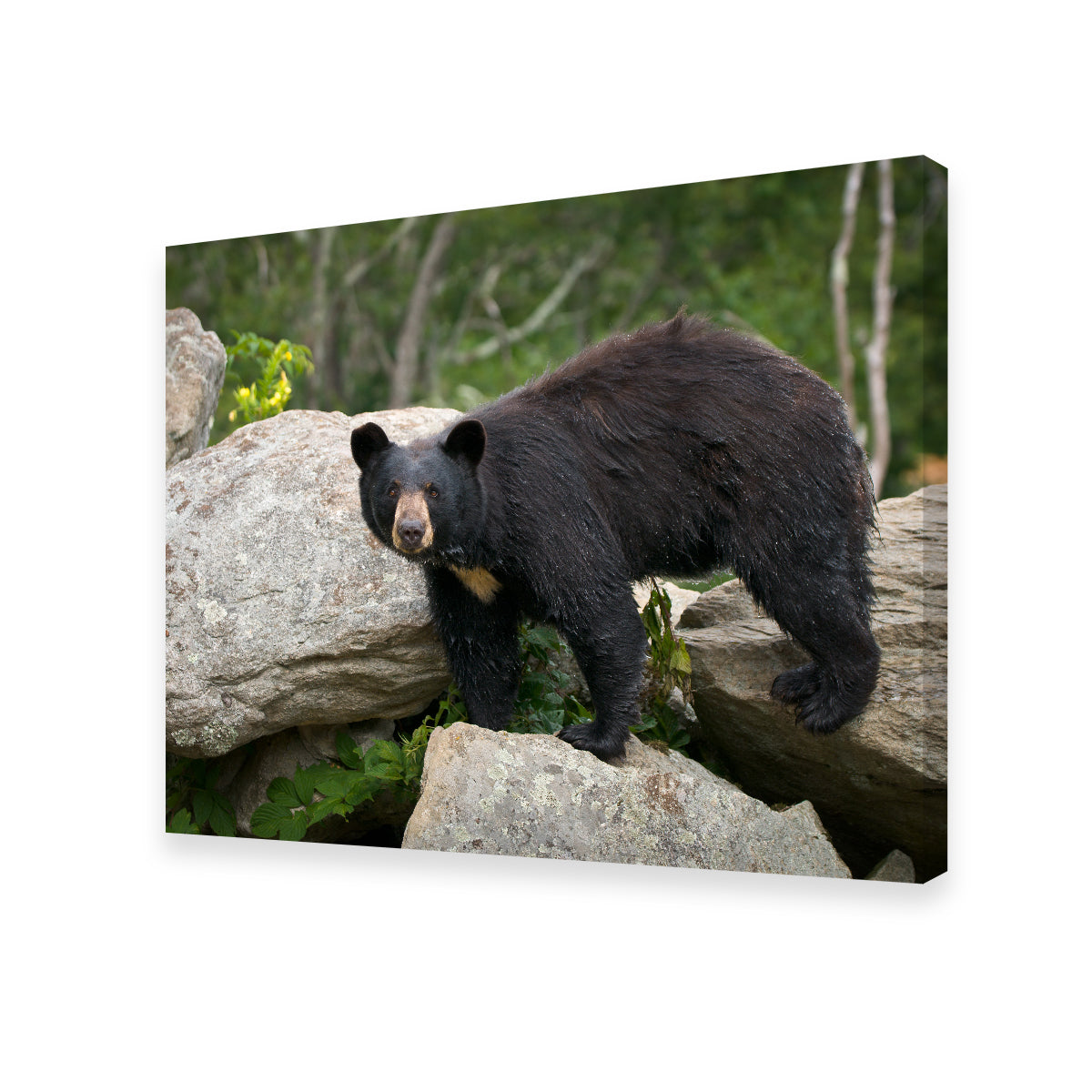 Black Bear Wall Art