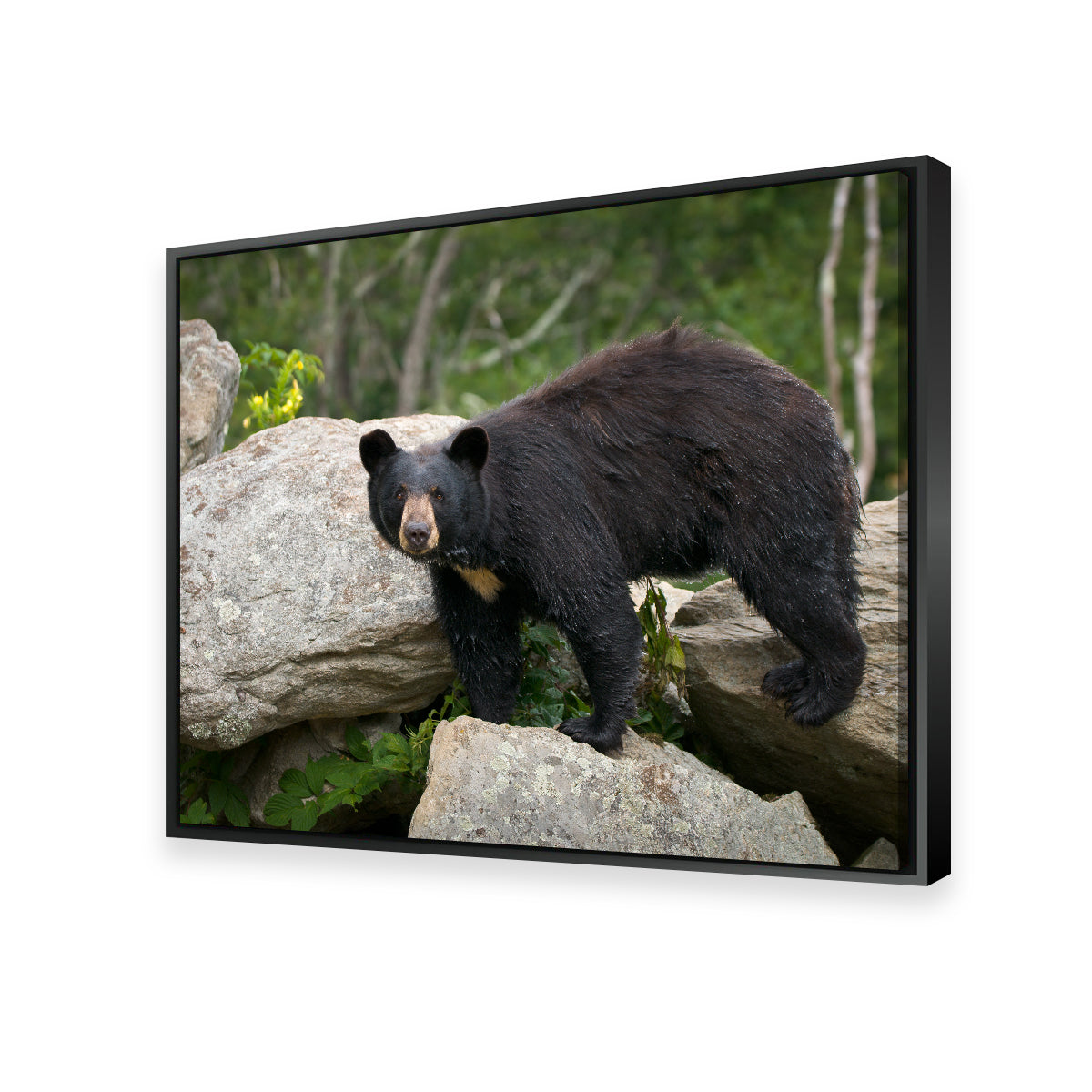 Black Bear Wall Art