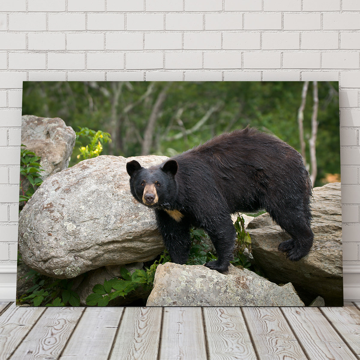 Black Bear Wall Art