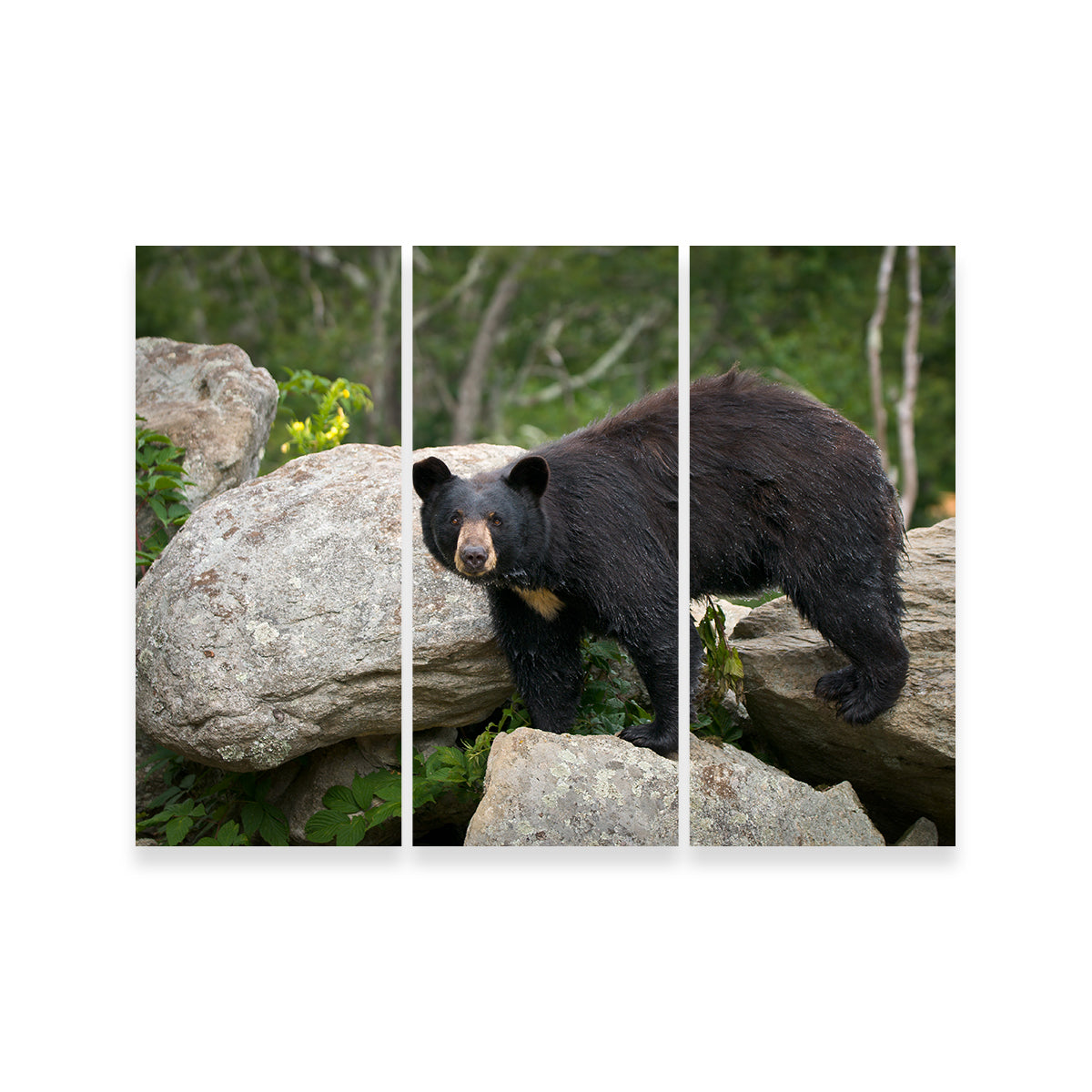 Black Bear Wall Art