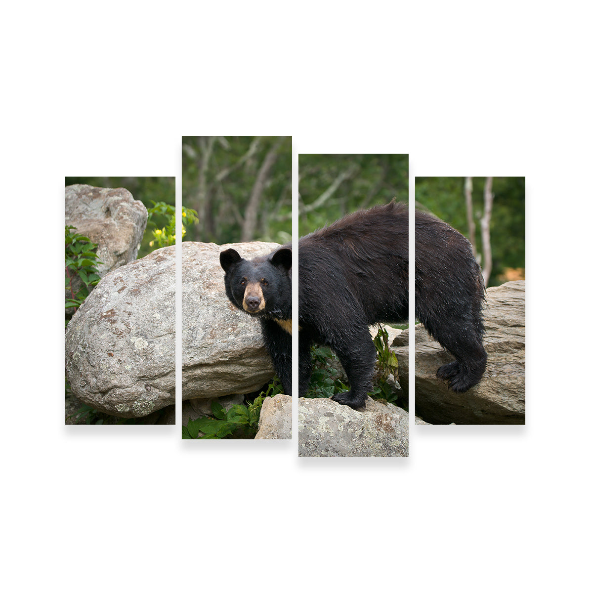 Black Bear Wall Art