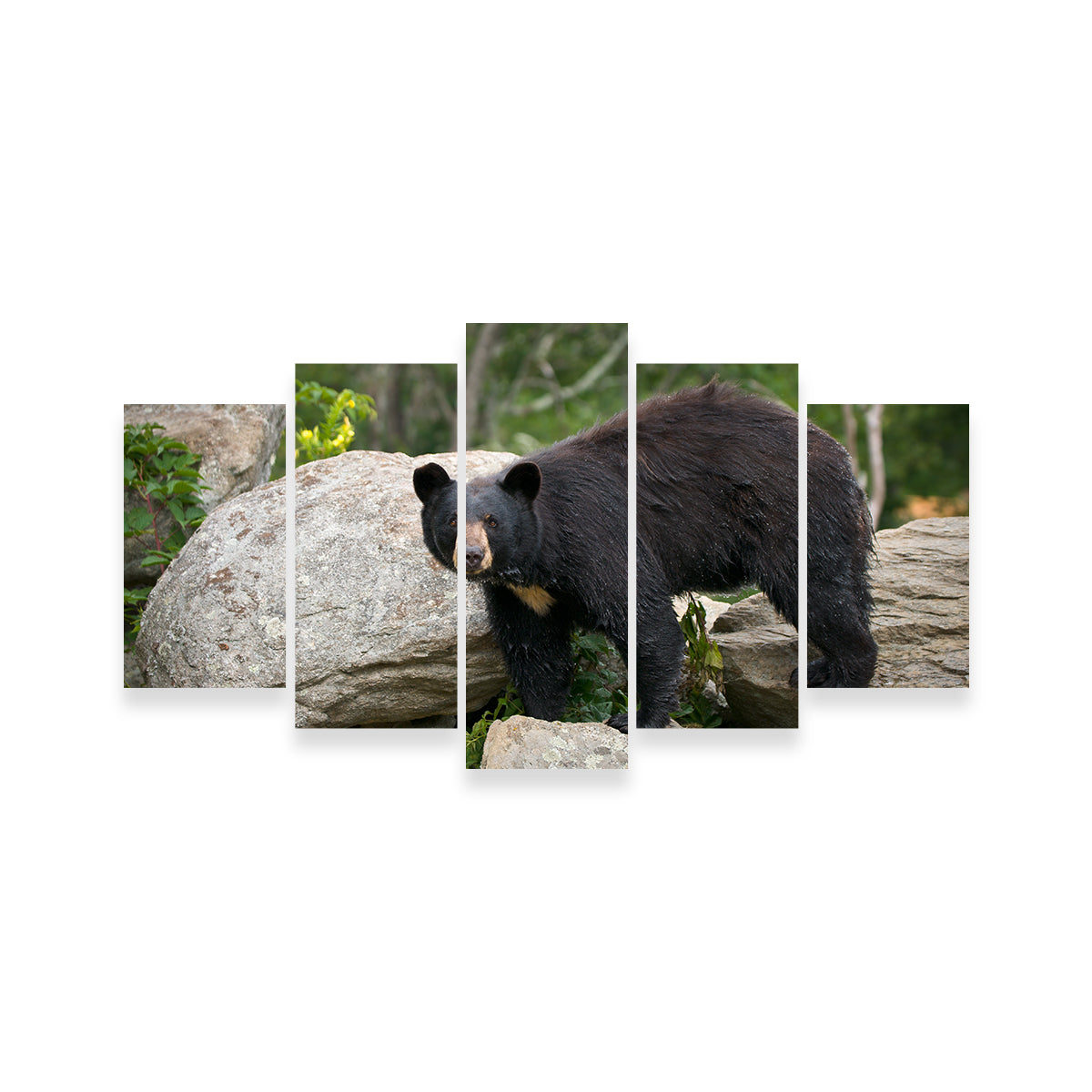 Black Bear Wall Art