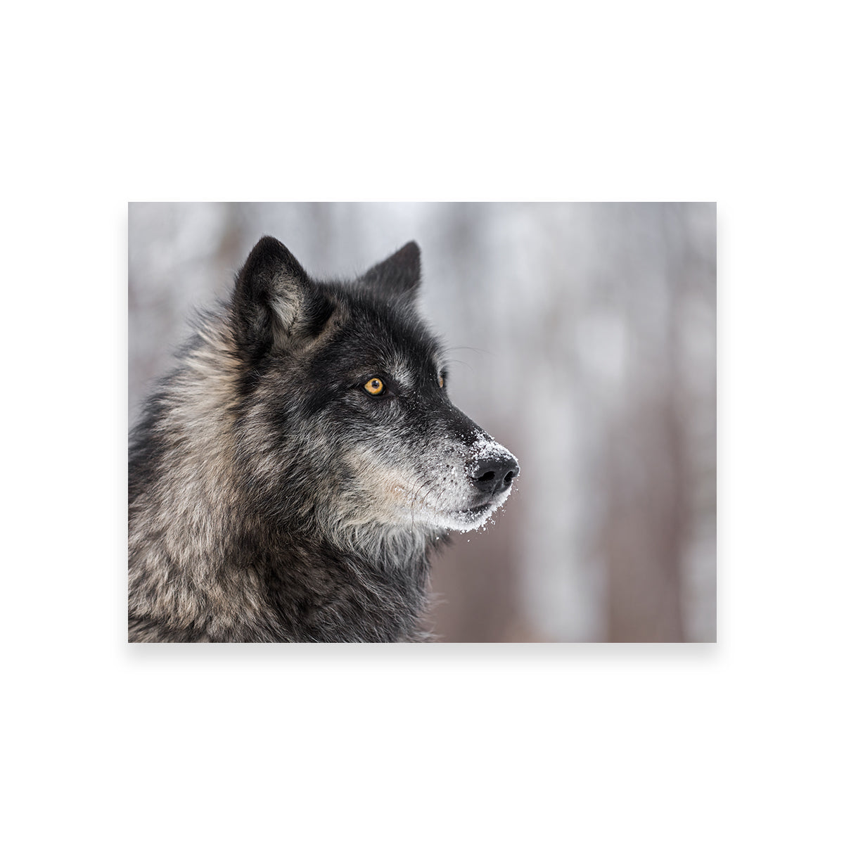 Black Grey Wolf Wall Art