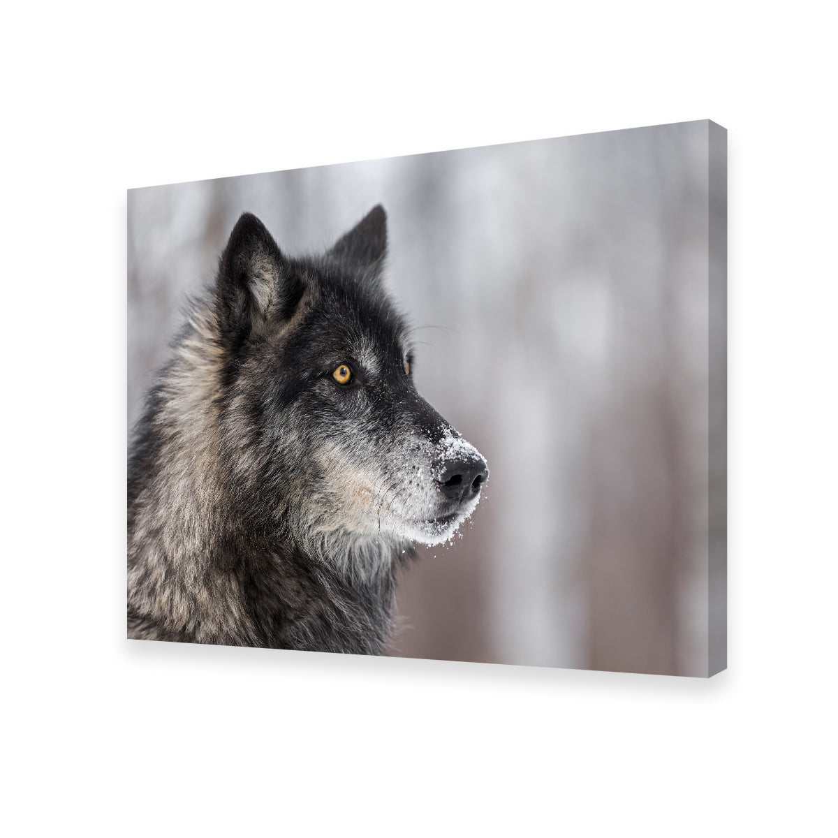 Black Grey Wolf Wall Art