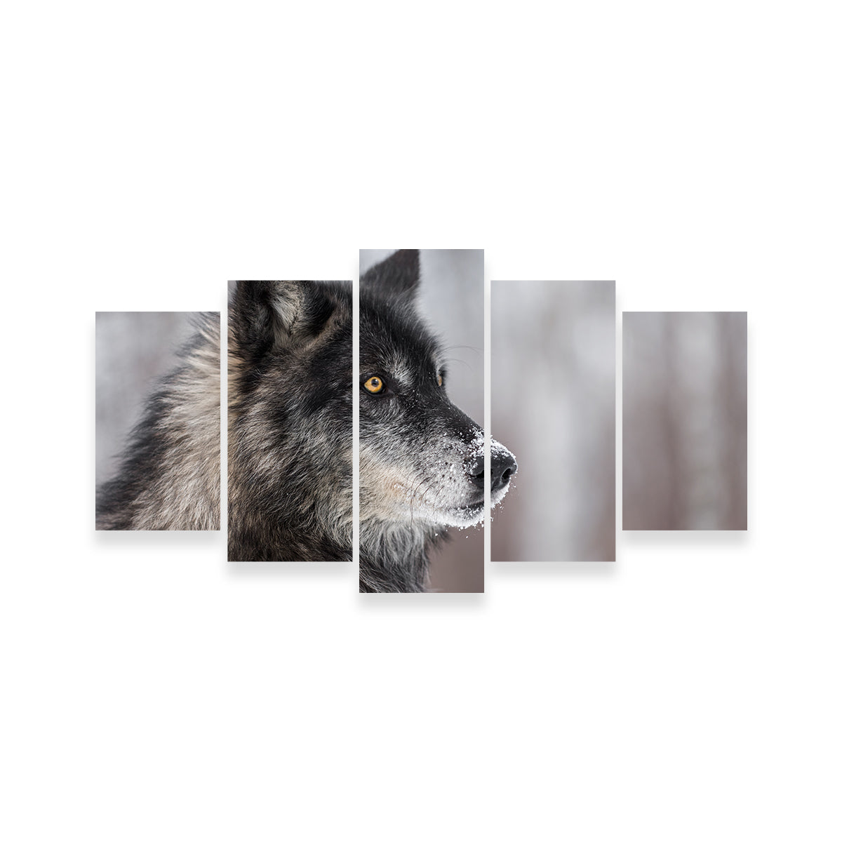 Black Grey Wolf Wall Art