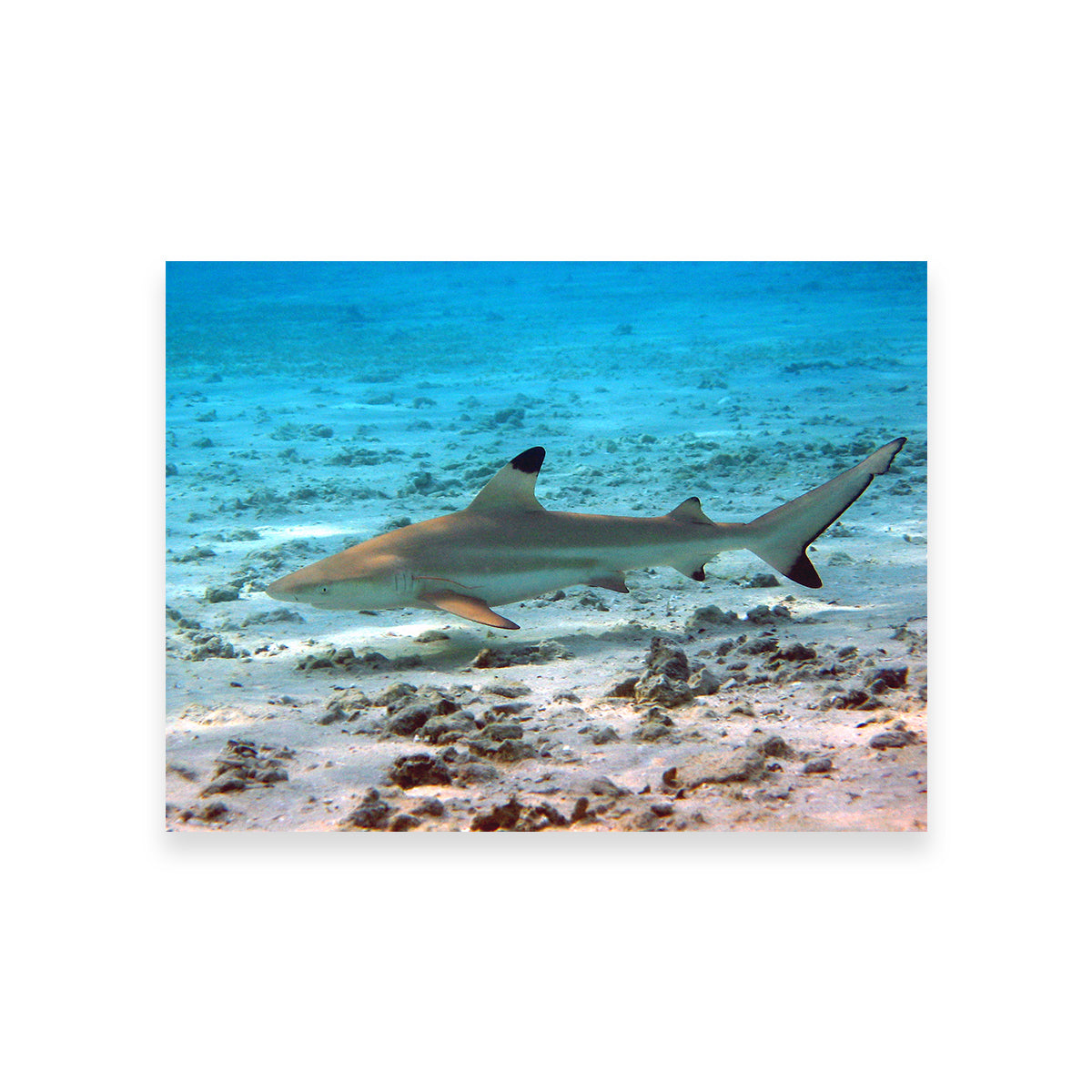 Black Tip Reef Shark Wall Art