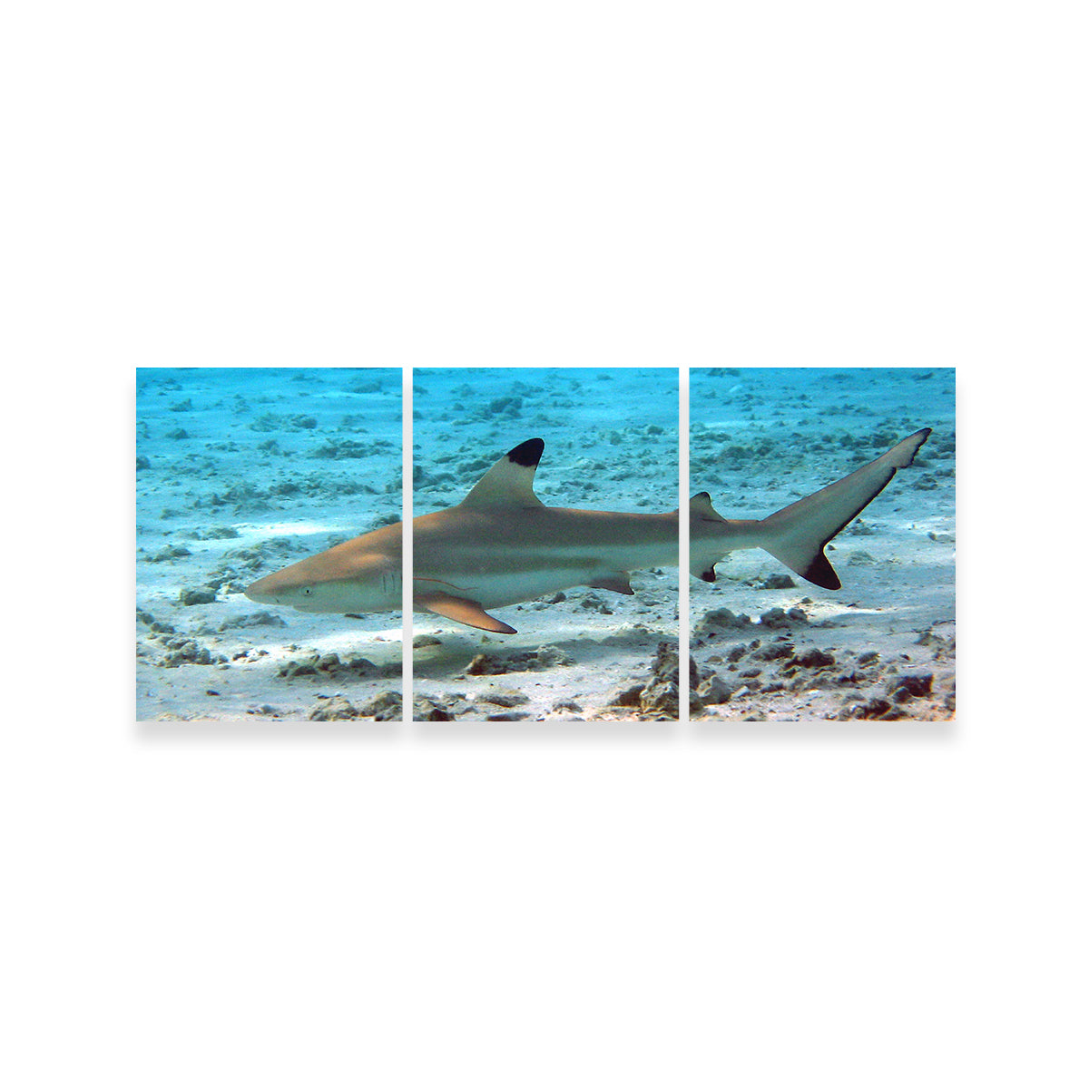 Black Tip Reef Shark