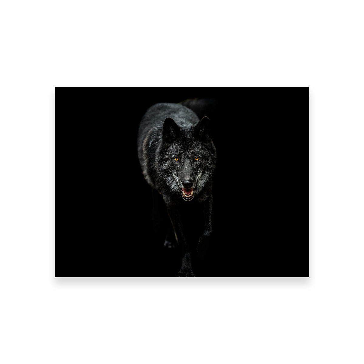 Black Wolf Black Background Wall Art