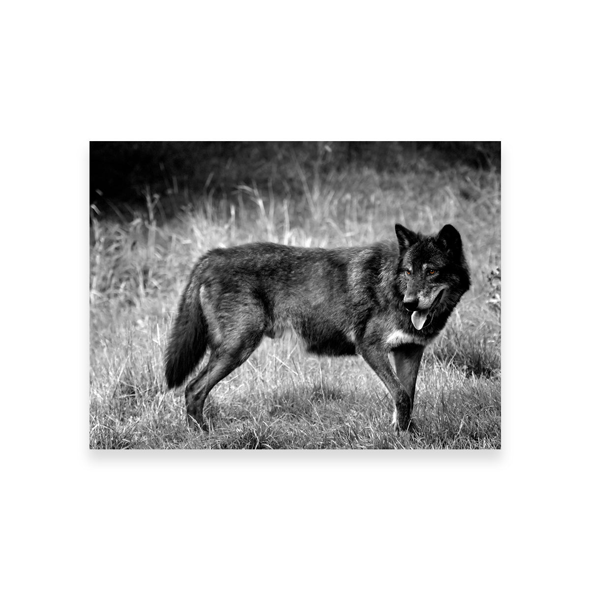 Black Wolf Grayscale Wall Art