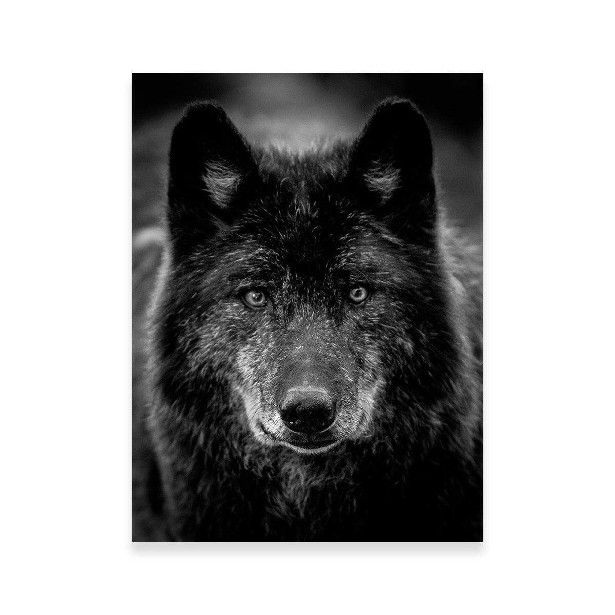 Black Wolf Headshot Wall Art