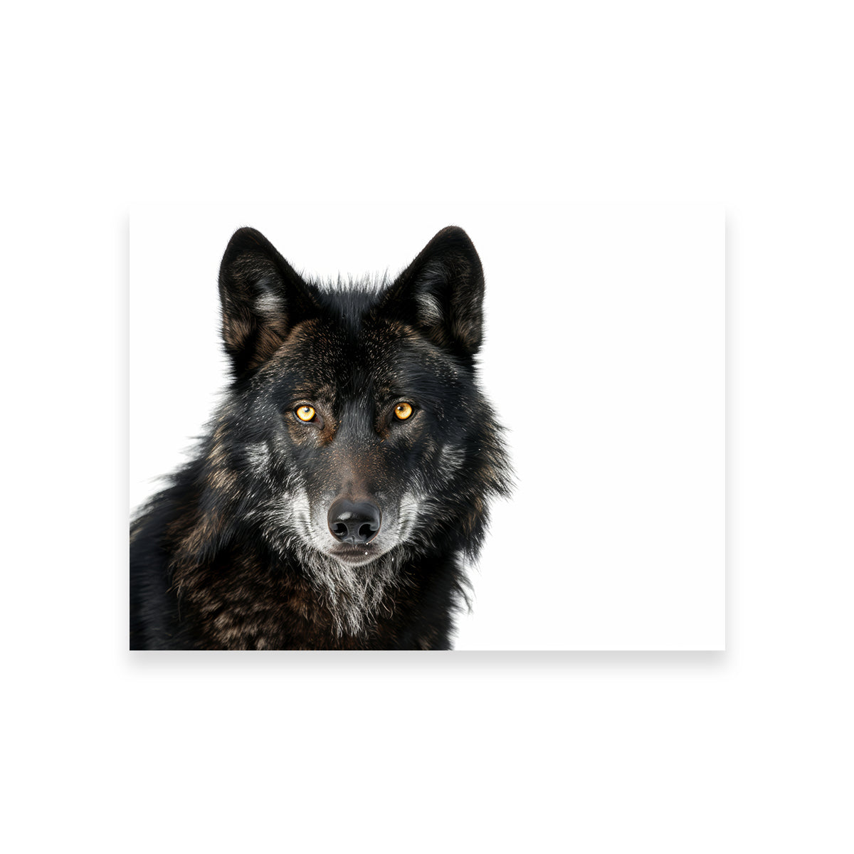 Black Wolf White Background Wall Art
